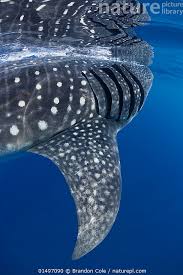 Image result for Rhincodon typus