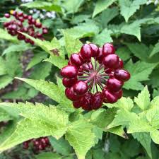 Image result for Christophskraut