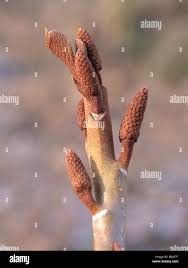 Attēlu rezultāti vaicājumam “Pterocarya fraxinifolia male flower”