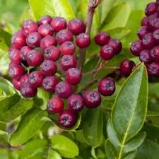 Attēlu rezultāti vaicājumam “x Sorbaronia fallax”