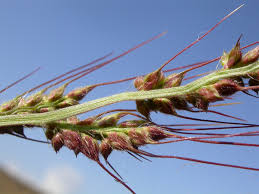 Attēlu rezultāti vaicājumam “Echinochloa crus-galli fruit”