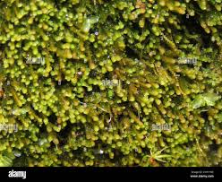 Attēlu rezultāti vaicājumam “Jungermannia leiantha”