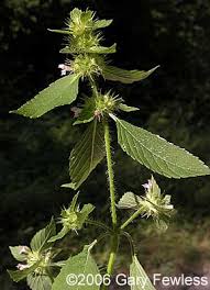 Attēlu rezultāti vaicājumam “Galeopsis tetrahit”