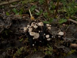 Attēlu rezultāti vaicājumam “Collybia cirrhata”