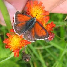 Attēlu rezultāti vaicājumam “Lycaena hippothoe”