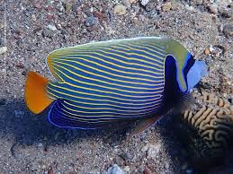 Image result for Scarus fuscopurpureus