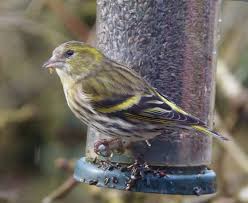 Attēlu rezultāti vaicājumam “Carduelis spinus female”