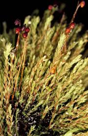 Attēlu rezultāti vaicājumam “Pohlia”