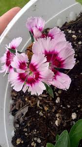 Attēlu rezultāti vaicājumam “Dianthus arenarius bud”