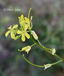 Attēlu rezultāti vaicājumam “Sisymbrium altissimum leaf”