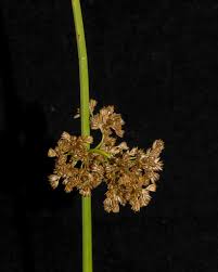 Attēlu rezultāti vaicājumam “Juncus capitatus fruit”