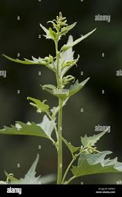 Attēlu rezultāti vaicājumam “Atriplex calotheca leaf”