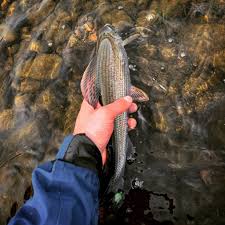 Image result for Swanage & District Angling Club