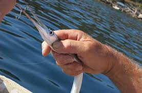 Attēlu rezultāti vaicājumam “Belone belone”