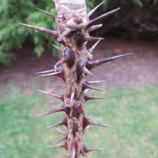 Attēlu rezultāti vaicājumam “Kalopanax septemlobus fruit”