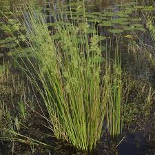 Attēlu rezultāti vaicājumam “Juncus effusus”