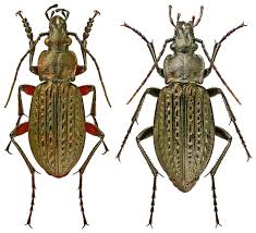 Attēlu rezultāti vaicājumam “Carabus granulatus”