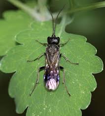 Attēlu rezultāti vaicājumam “Dipogon sp.”