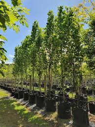 Attēlu rezultāti vaicājumam “Liriodendron tulipifera”