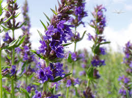 Image result for Ysop