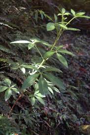 Attēlu rezultāti vaicājumam “Oenothera rubricauli leaf”