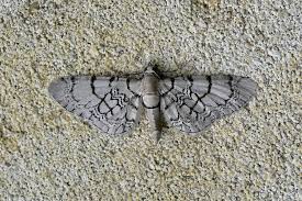 Attēlu rezultāti vaicājumam “Eupithecia venosata”