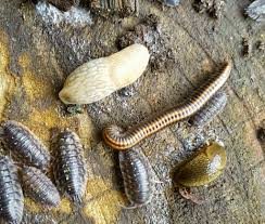 Attēlu rezultāti vaicājumam “Ommatoiulus sabulosus aimatopodus”