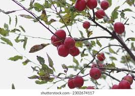Attēlu rezultāti vaicājumam “Malus prunifolia fruit”