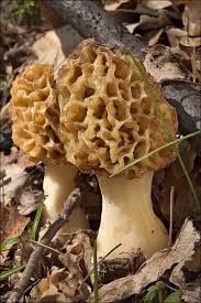 Attēlu rezultāti vaicājumam “Morchella esculenta”