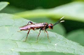 Attēlu rezultāti vaicājumam “Tenthredinidae”