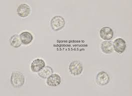 Attēlu rezultāti vaicājumam “Crepidotus applanatus”