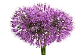 Attēlu rezultāti vaicājumam “Allium holandicum”