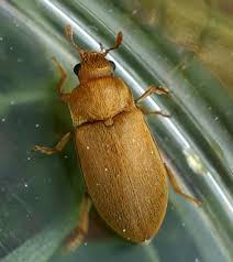 Attēlu rezultāti vaicājumam “Byturus tomentosus”