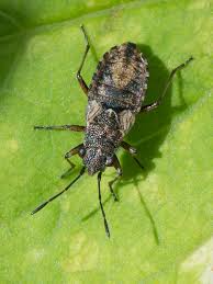 Attēlu rezultāti vaicājumam “Nithecus jacobaeae”