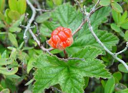 Attēlu rezultāti vaicājumam “Rubus chamaemorus flower”