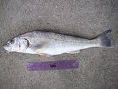 Image result for Menticirrhus littoralis