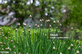 Attēlu rezultāti vaicājumam “Allium schoenoprasum bud”