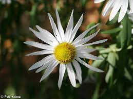 Image result for Leucanthemella serotina