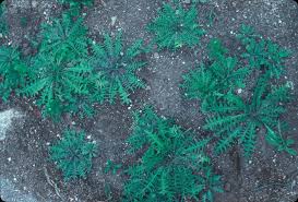 Attēlu rezultāti vaicājumam “Capsella bursa-pastoris leaf”