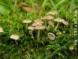 Attēlu rezultāti vaicājumam “Psathyrella pygmaea”