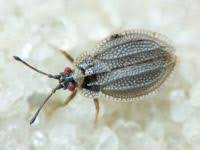 Attēlu rezultāti vaicājumam “Melandrya dubia”