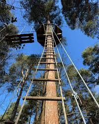 Image result for Go Ape! Alice Holt