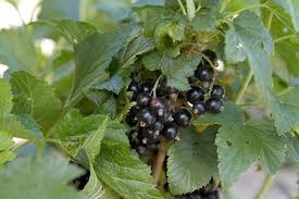 Attēlu rezultāti vaicājumam “Ribes nigrum fruit”