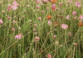 Attēlu rezultāti vaicājumam “Erica tetralix leaf”