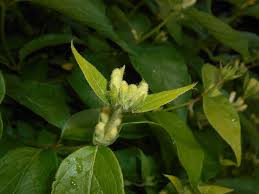 Attēlu rezultāti vaicājumam “Lonicera ferdinandii”