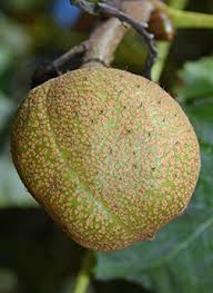 Attēlu rezultāti vaicājumam “Aesculus x hybrida fruit”