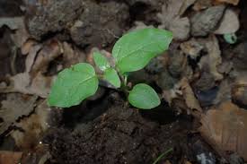 Attēlu rezultāti vaicājumam “Circaea lutetiana leaf”