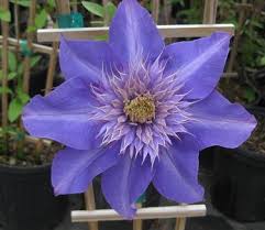Image result for clematis multi blue