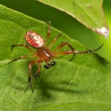 Attēlu rezultāti vaicājumam “Araniella male”