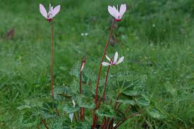 Image result for Cyclamen persicum